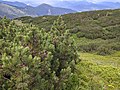 Pinus mugo in Malá Fatra