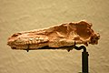 Fossil, Saurornithoides skull