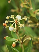 Lyonia feruginea