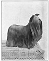 Yorkshire Terrier circa 1915