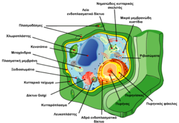 Ευκαρυωτικό κύτταρο (φυτικό).png