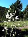 Als Cloterons (Berguedà - Catalunya)