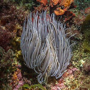 Anénoma de mar común (Anemonia viridis), Parque natural de la Arrábida, Portugal, 2020-07-21, DD 07