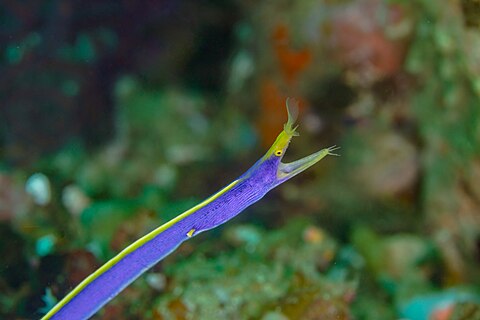 Ribbon eel (Rhinomuraena quaesita), Anilao, Philippines.