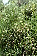 Cytisus oromediterraneus kz02.jpg