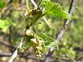 Ribes rubrum L. var. rubrum