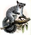 Galago senegalensis, Indri indri, Loris tardigradus