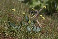 Lomatium nudicaule