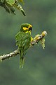 English: Yellow-eared Parrot Ognorhynchus icterotis (cat.)