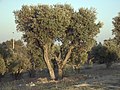 Olea europaea Olive tree