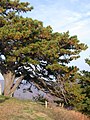 Tree, Blue Ridges Parkway, North Carolina