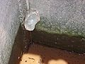 egg-foam and tadpoles, at cemented drainage-wall. Kuningan, West Java.