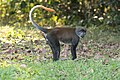 Cercopithecus solatus (cat.)