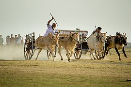 Bullock Cart race in Jaffna, Sri Lanka by Visuvanathan Aruran