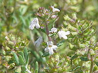 Thymus vulgaris fragrantissimus