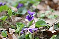 Viola odorata