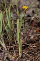 Agoseris heterophylla