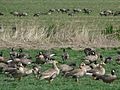 White-fronted Geese (Anser albifrons) with Canada Geese (Branta canadensis)