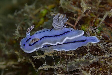 Babosa de mar (Chromodoris willani), Anilao, Filipinas, 2023-08-24, DD 34