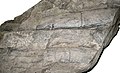 Fossiel van Calamites-soort