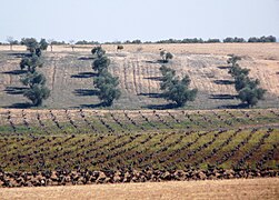 Castilla La Mancha 04 (5558697918).jpg