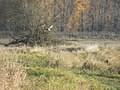 Adult female, Ridgefield National Wildlife Refuge