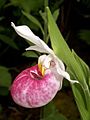 Cypripedium reginae