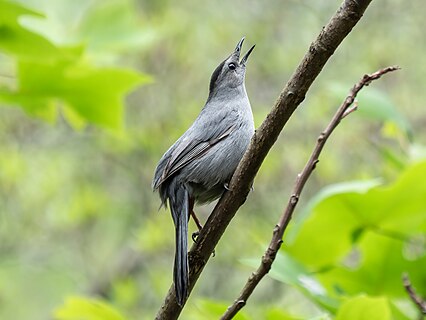 Gray catbird watches a hawk fly overhead