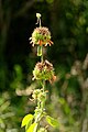 Leonotis leonurus