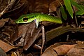 11 Leptophis ahaetulla Snake Eating a Frog (Craugastor gollmeri) uploaded by 99of9, nominated by 99of9