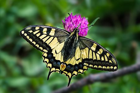 Papilio machaon (Old World Swallowtail)