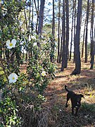 Plantas típicas da região. Flor de esteva (Cistus ladanifer) e pinheiros-bravos (Pinus pinaster) revestem as planícies e os montes.jpg