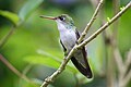 White-bellied Emerald (Amazilia candida)