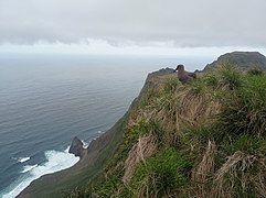 2021-12 Amsterdam Island - Dark-mantled sooty albatross 02.jpg