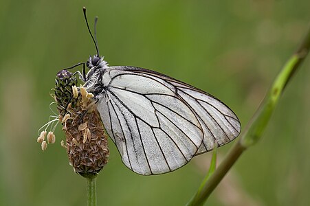 Aporia crataegi (Black-veined White)