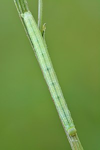 Cleora cinctaria (catepillar)