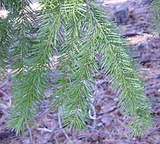 Foliage