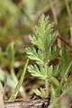 Erodium cicutarium