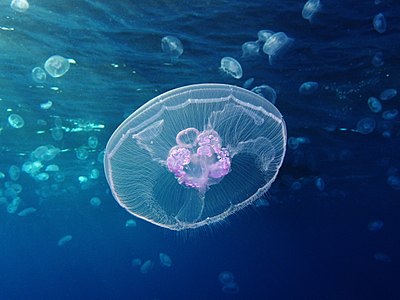 Aurelia aurita (Moon Jellyfish)