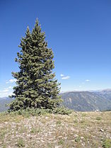 Tree, near Alpine, Colorado