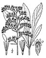 Solidago nemoralis