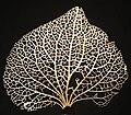 Vein skeleton of a Hydrangea leaf