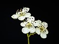 * Nomination Flowers of a Hawthorn (Crataegus). Focus stack of 65 photos. --Famberhorst 05:51, 28 May 2022 (UTC) * Promotion  Support Good quality -- Johann Jaritz 05:58, 28 May 2022 (UTC)  Comment Has very distinct haloes. -- Ikan Kekek 06:23, 28 May 2022 (UTC) * Done. Small correction. Thanks for your reviews.--Famberhorst 17:23, 28 May 2022 (UTC) Great! Thanks. -- Ikan Kekek 19:21, 28 May 2022 (UTC)