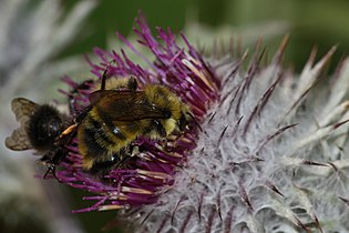 Cirsium edule