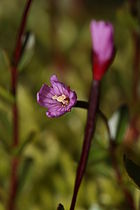 Epilobium anagallidifolium