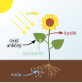 photosynthesis scheme (redrawn)