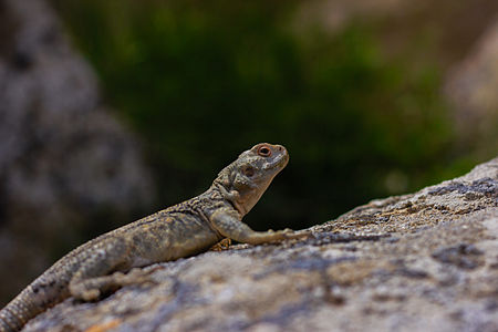 Lizard (Gobustan) Author: Murad Уldar