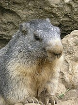 Marmota marmota (Alpine marmot)