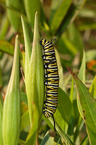 Danaus plexippus (Monarch Butterfly), caterpillar