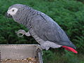 Psittacus erithacus (cat.)